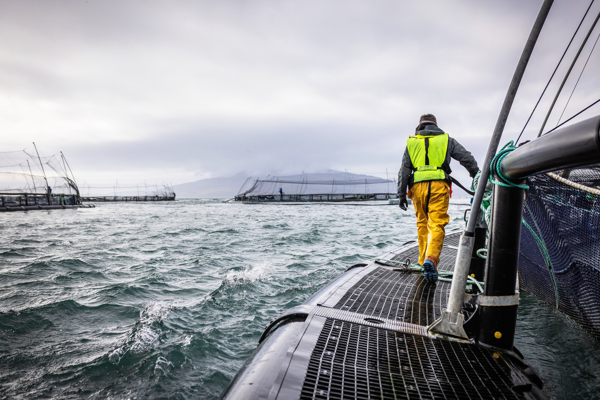 Scottish salmon sector now worth £1bn to economy