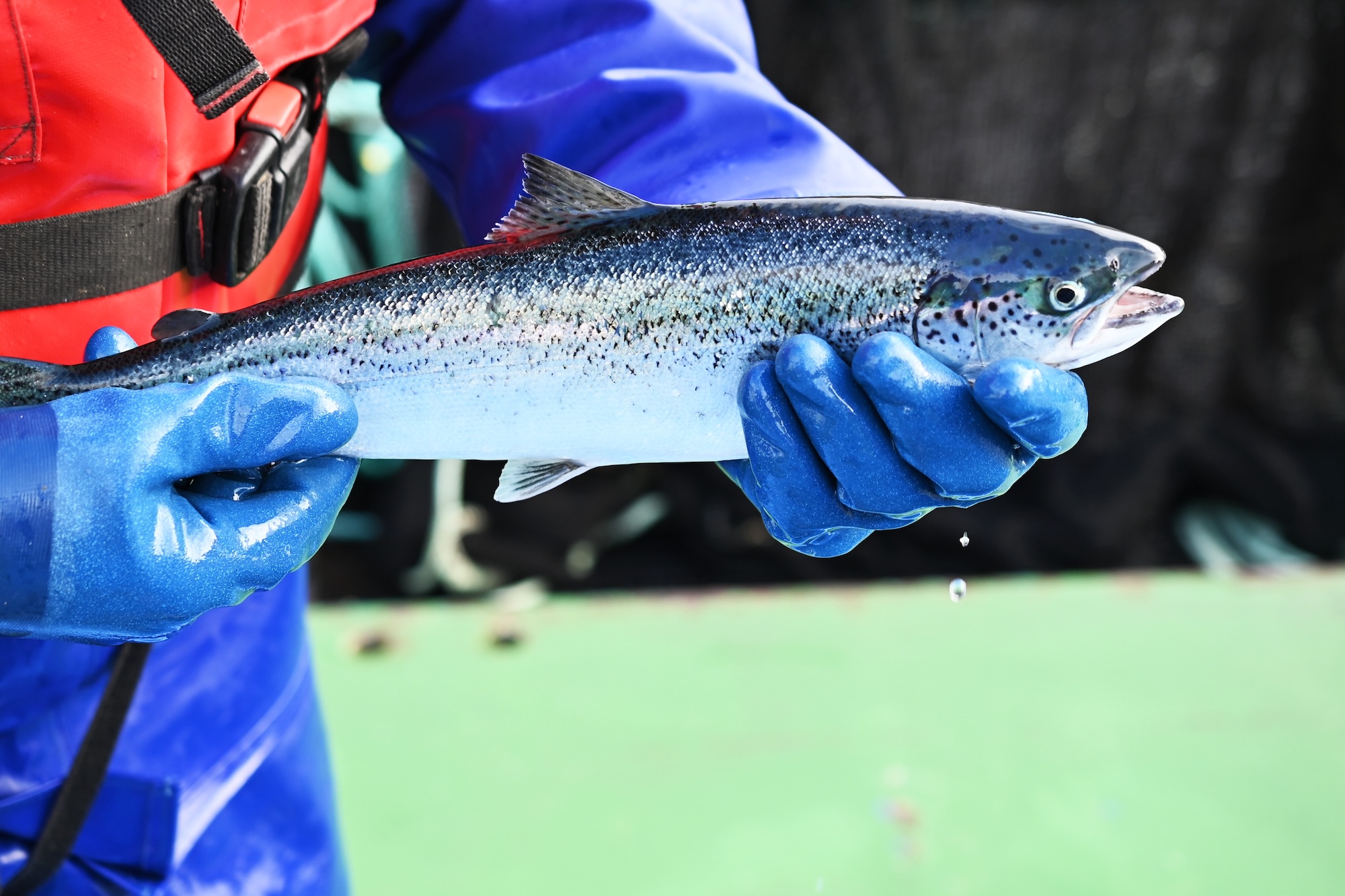 Scottish salmon sector now worth £1bn to economy