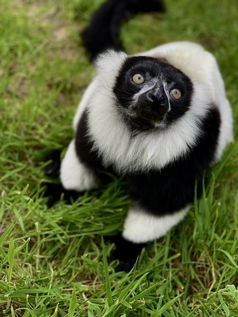 Perthshire wildlife park Auchingarrich gears up for summer under new ownership