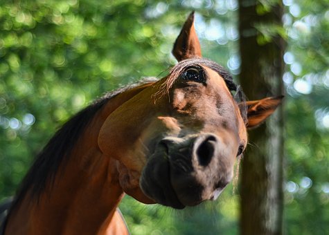 And finally... neigh bother