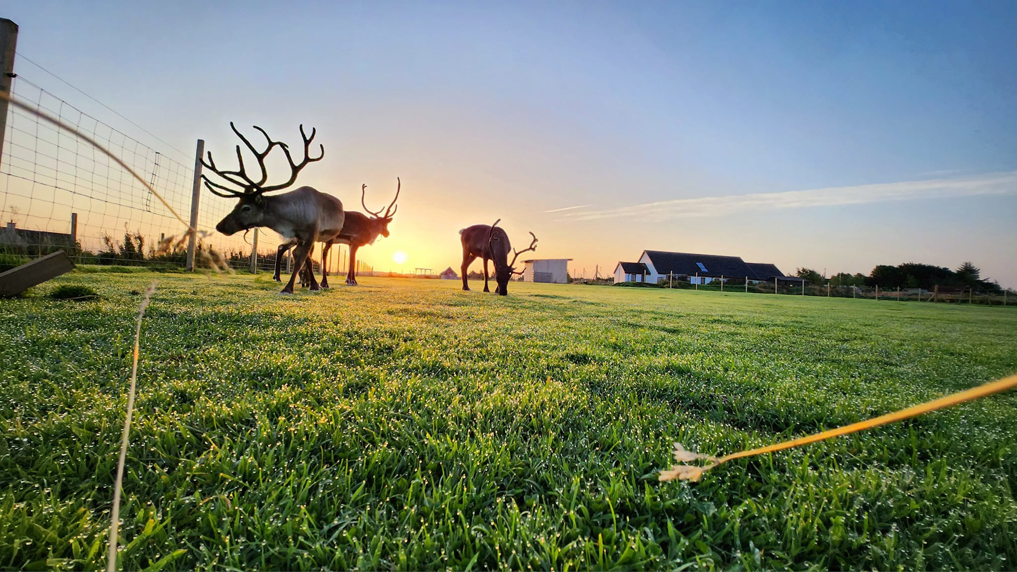 Caithness reindeer centre opens with support from Business Gateway