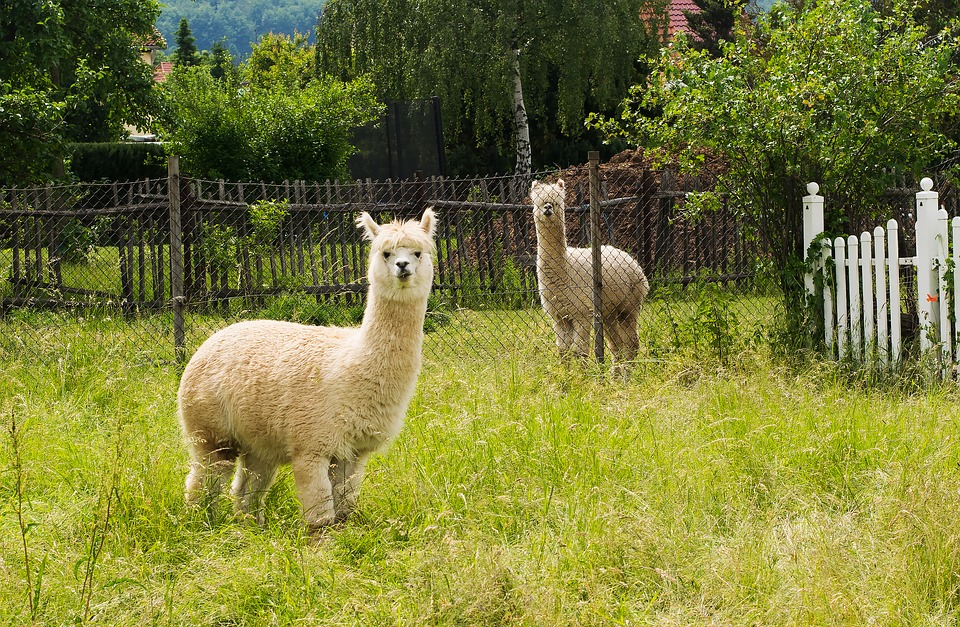 And finally... alpaca my bags