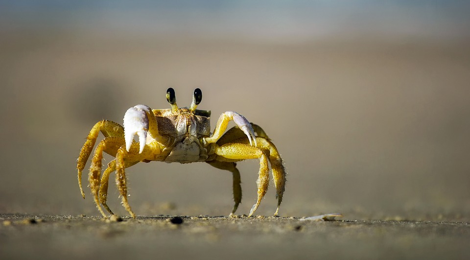 And finally… crab battle