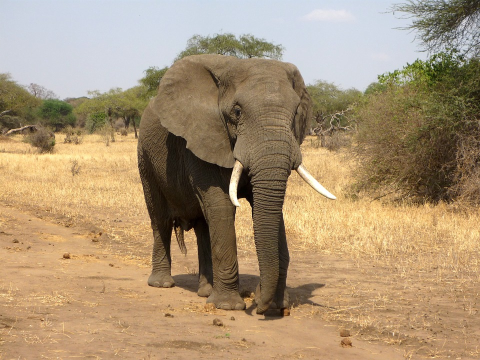 And finally… no more riding while elephant’s trunk