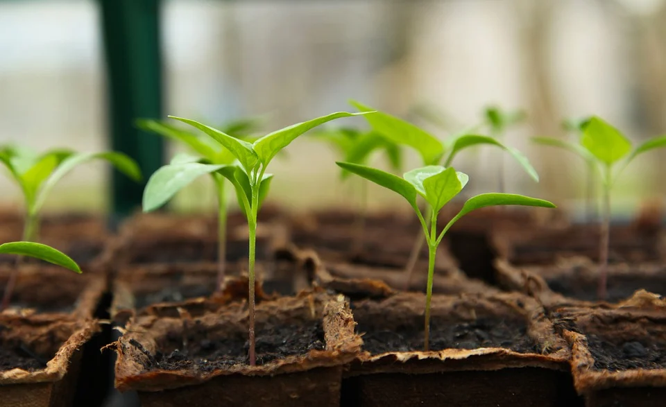 A third of UK growers will be out of business before the end of the year