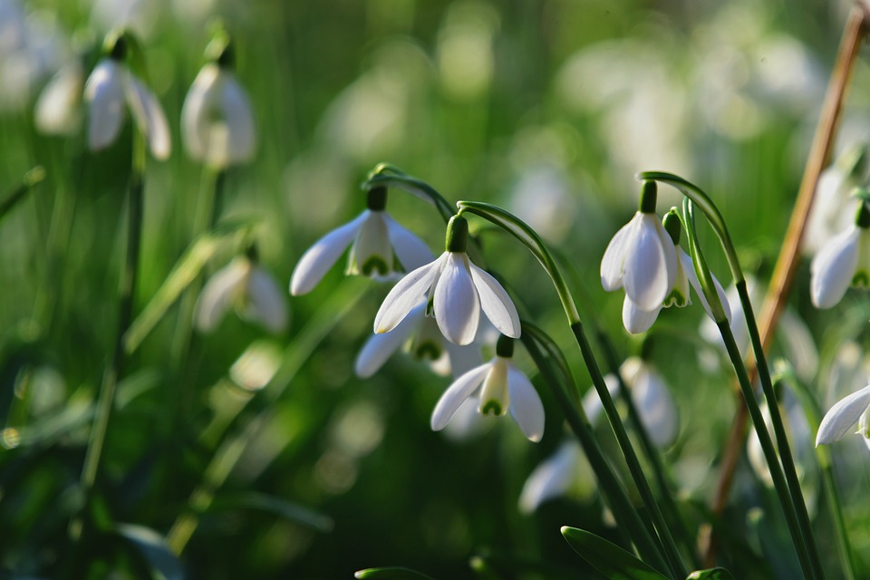 And finally... blooming great