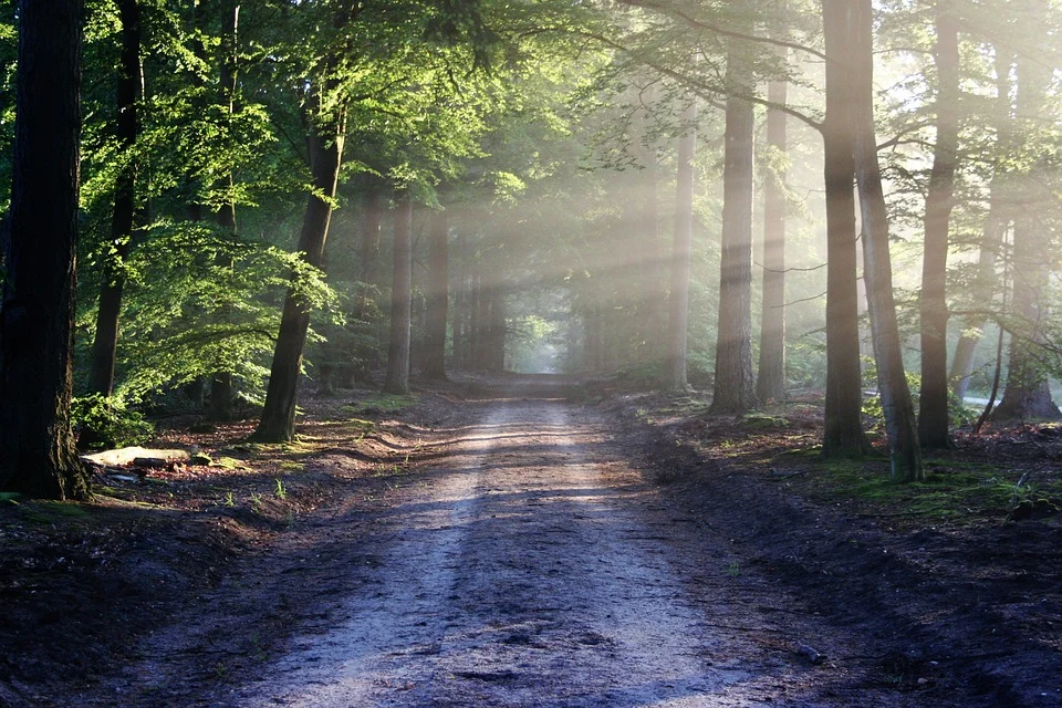 Scottish Forestry loan to help small scale woodland projects