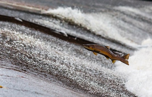 Scottish salmon consumption rises by nearly 8% in the UK