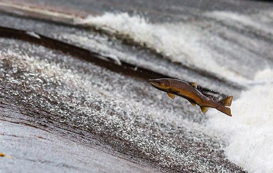 Scottish Salmon reclaims top spot as the UK’s number one food export