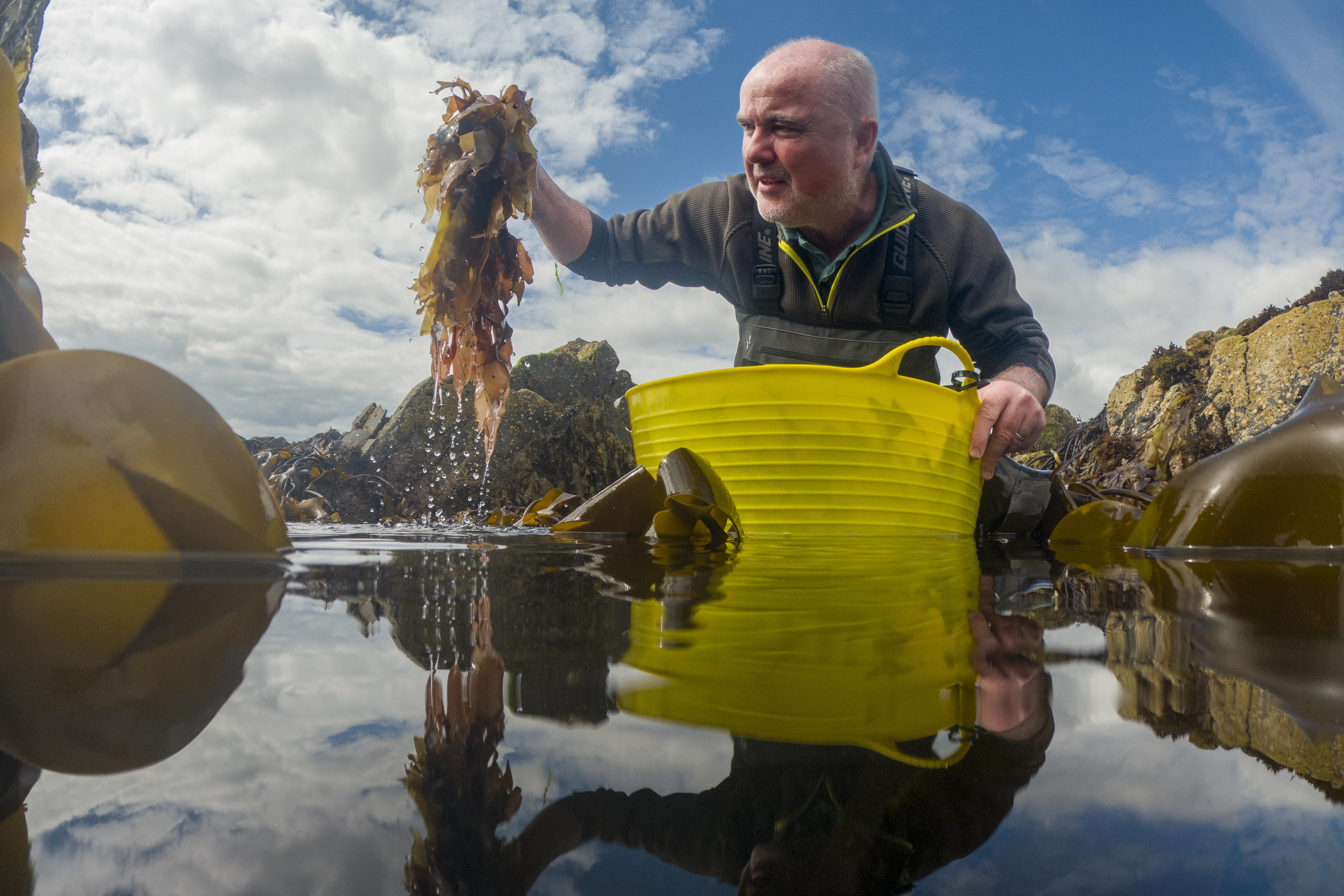 Seaweed Enterprises launches with ambitions to cultivate UK hub for sustainable seaweed