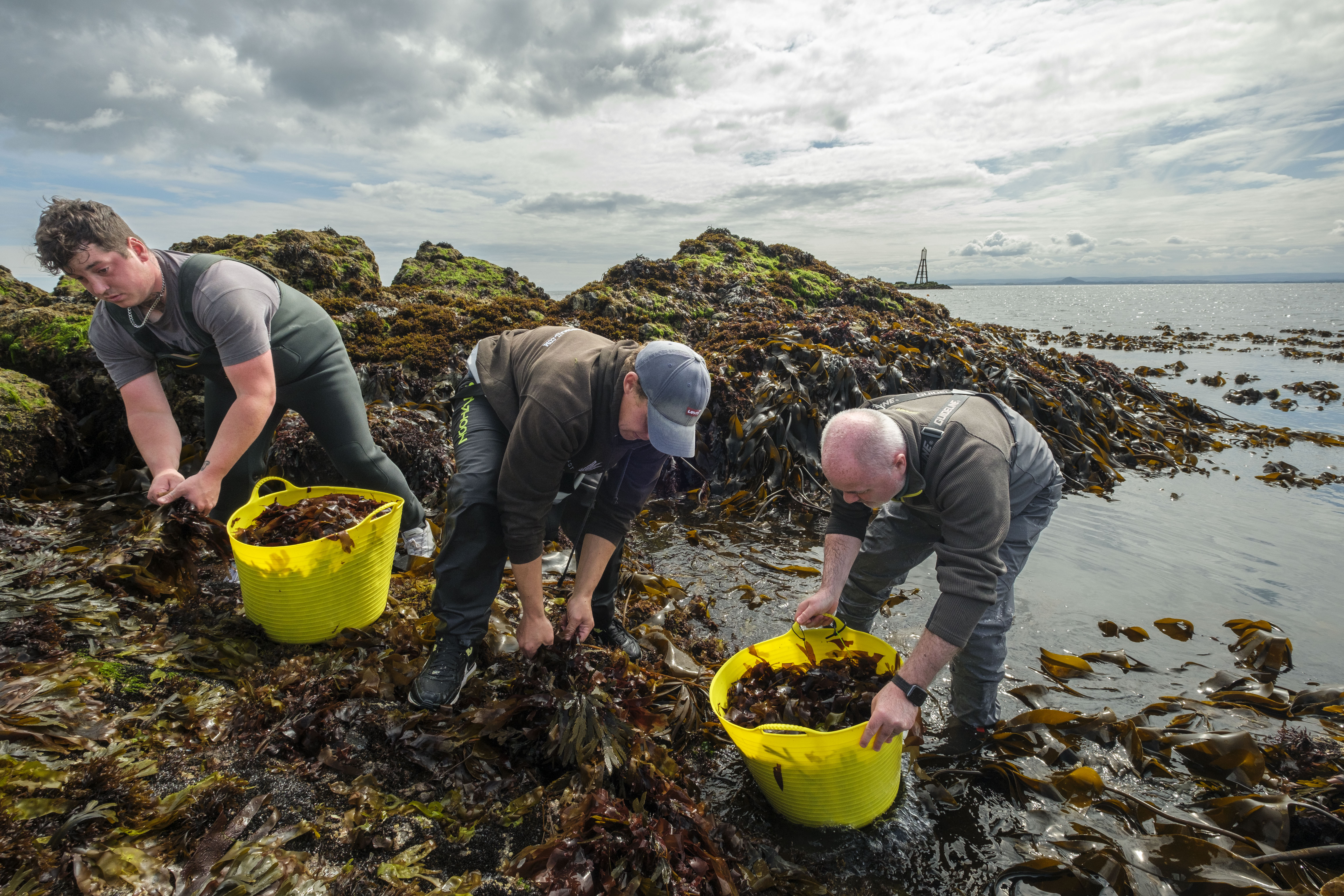 Seaweed Enterprises launches with ambitions to cultivate UK hub for sustainable seaweed
