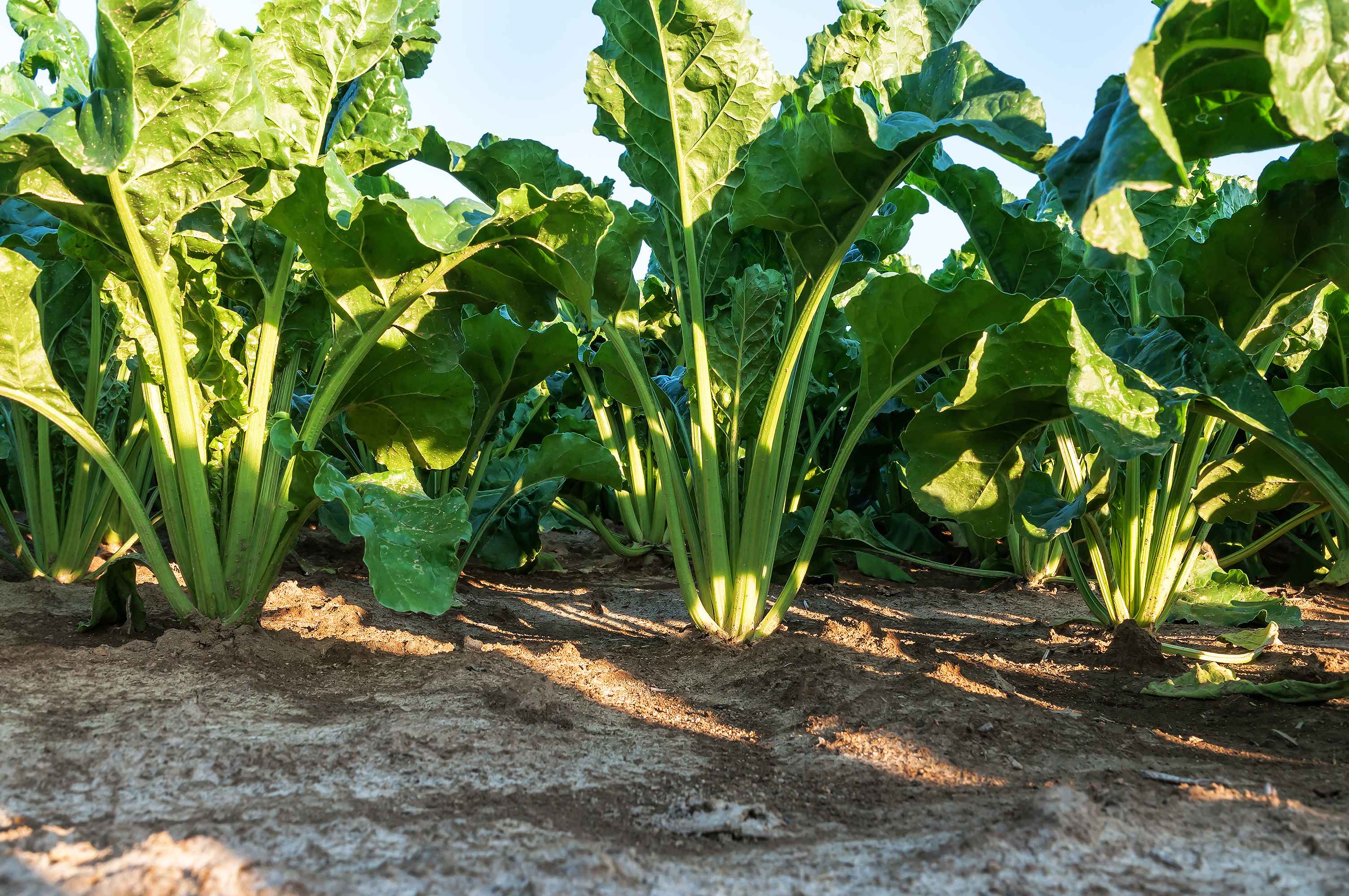 Sugar beet re-introduction could create hundreds of jobs and support Scotland’s net zero goals, new report finds