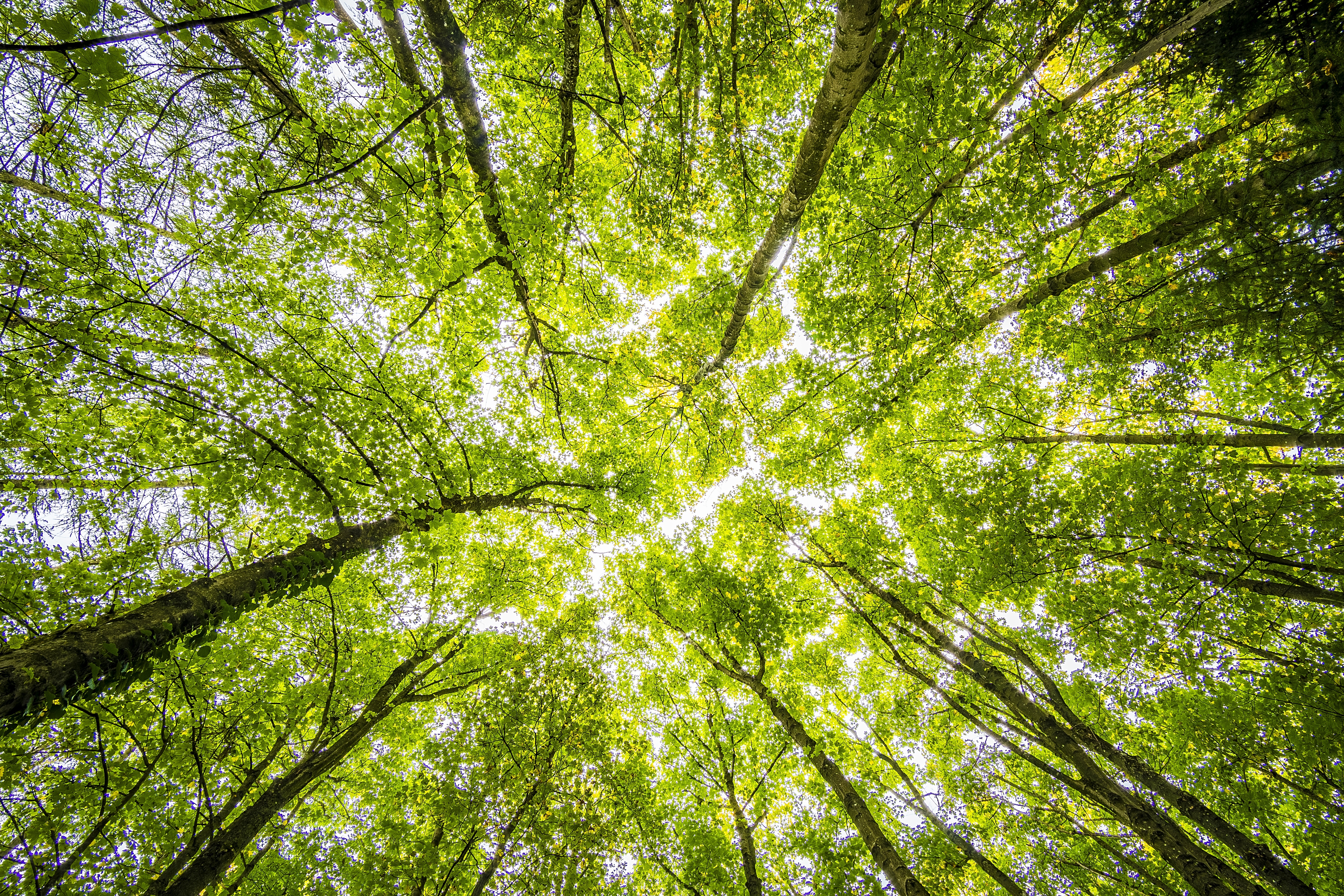 Scottish Government announces £55m funding for nature restoration