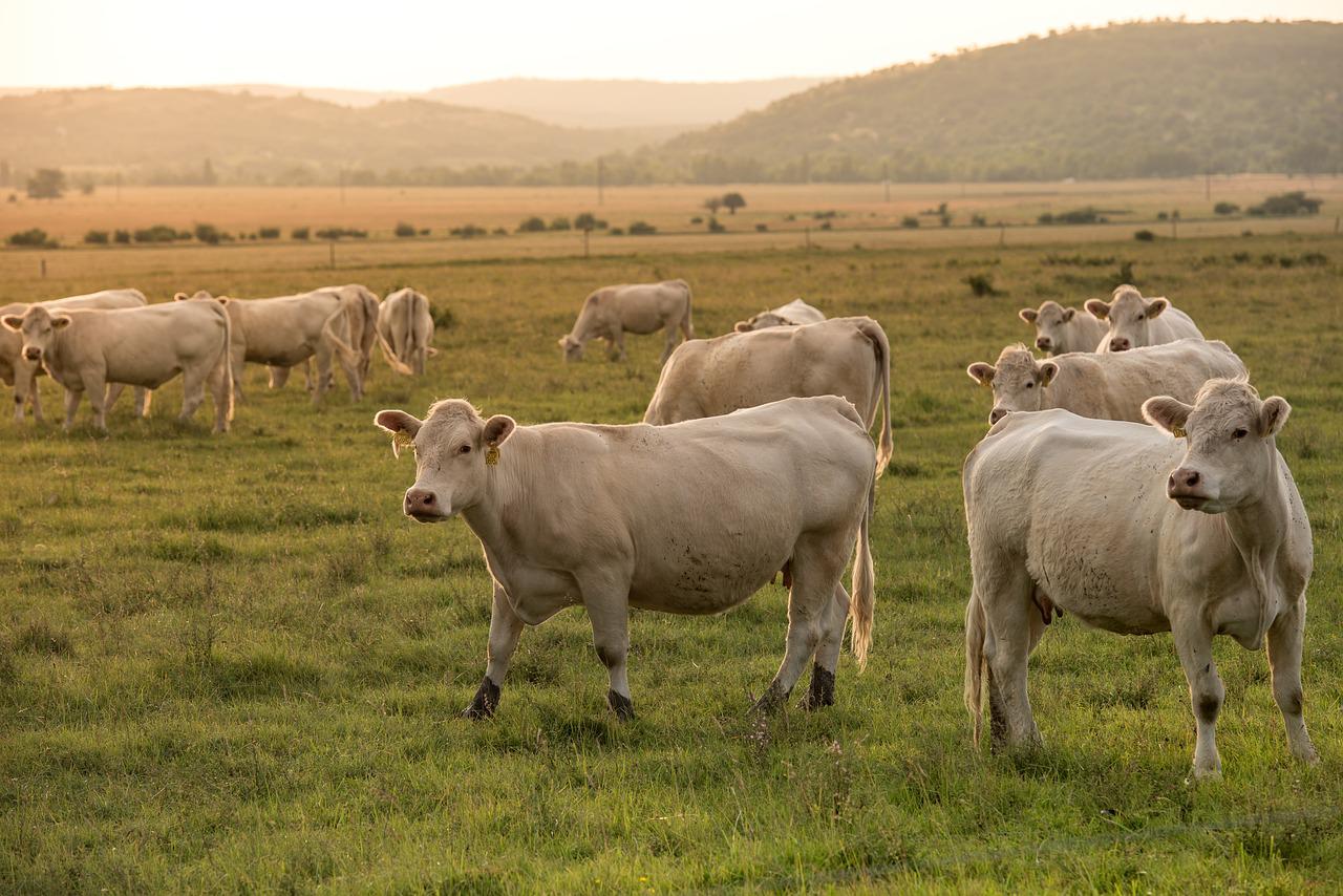 Demand grows for Scottish red meat amid food security worries