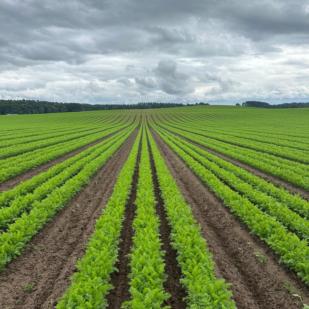 Moray firm AA Carrots roots for growth with £150,000 innovation drive
