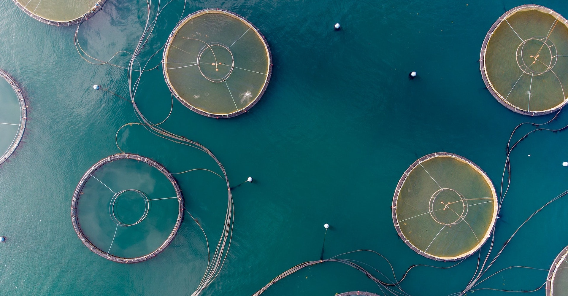 Scottish firm ACE Aquatec nets £2.5m investment to boost sustainable aquaculture