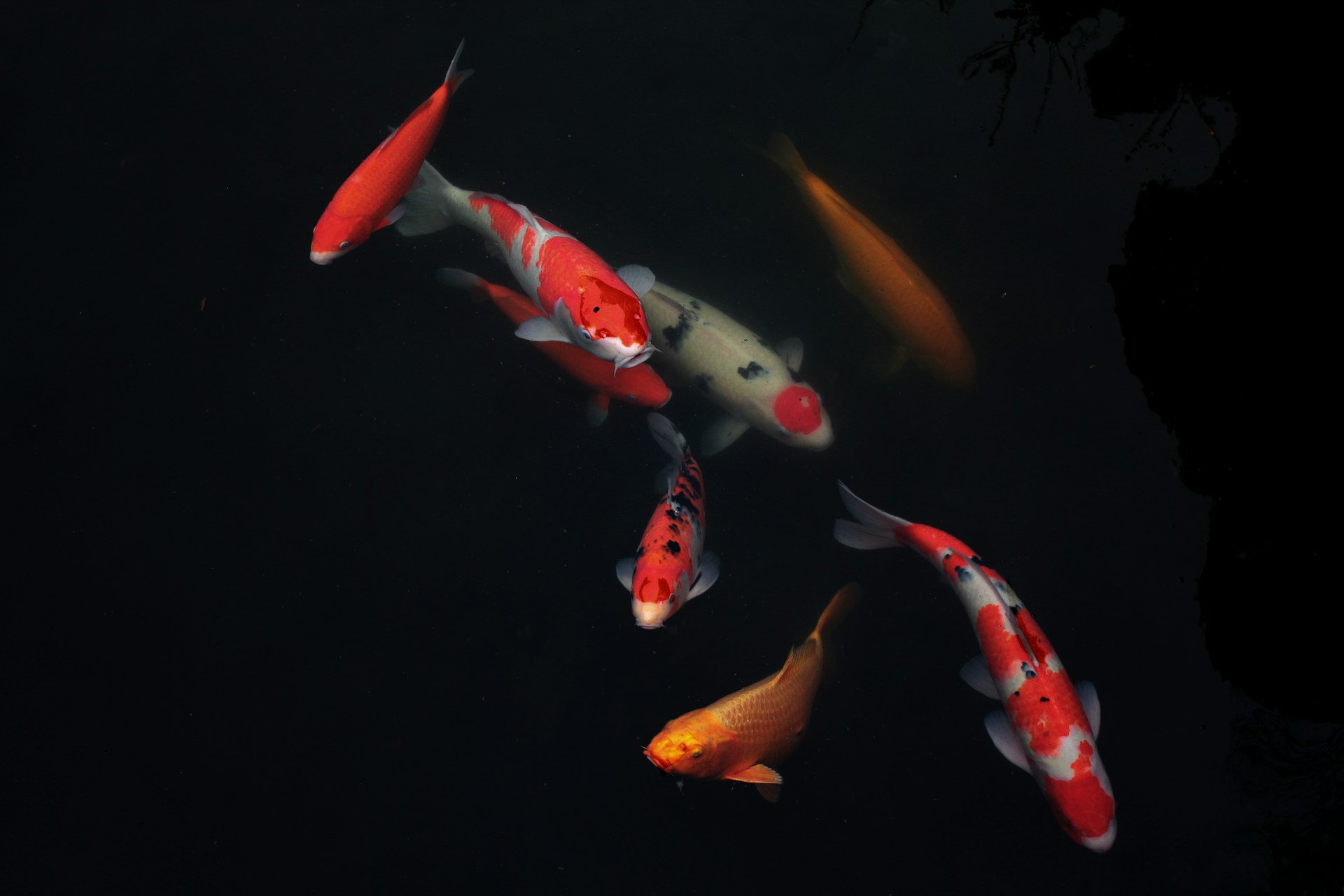 And finally... don't play koi