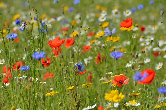 Scottish Government's nature fund opens for new applications