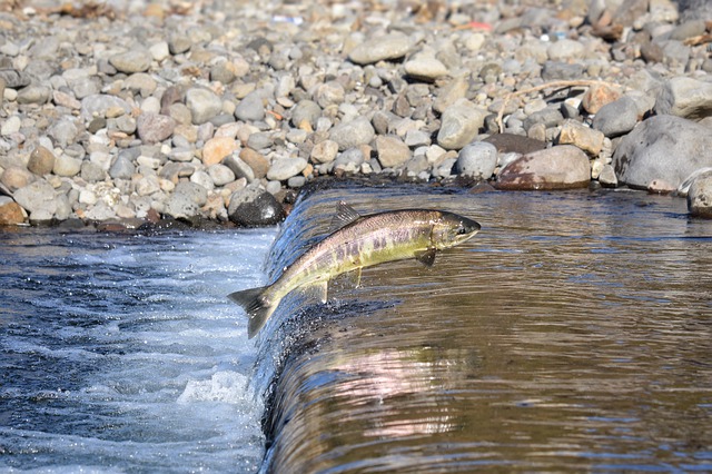 Scottish salmon boosts Scottish economy by £760m