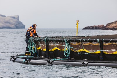 Scottish Sea Farms promises to repay furlough funds