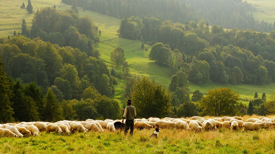 Scottish agriculture to be supported by £80m funding package