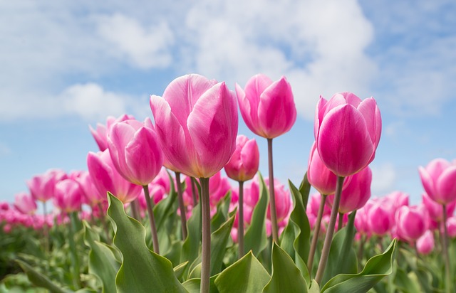 And finally... tulip fever
